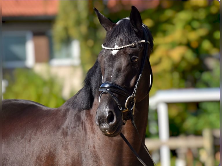 KWPN Mare 3 years 16,1 hh Black in Neuss