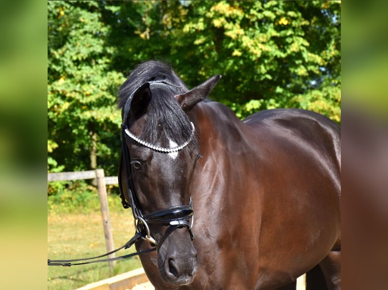 KWPN Mare 3 years 16,1 hh Black in Neuss