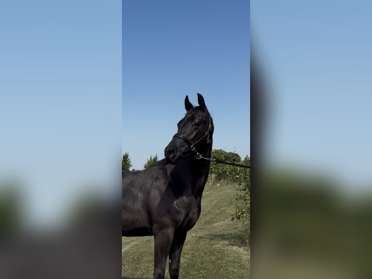 KWPN Mare 3 years 16.1 hh Black in Werkendam