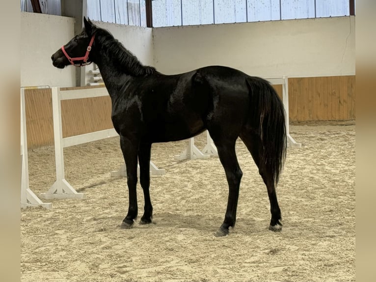 KWPN Mare 3 years 16,1 hh Black in Głubczyn