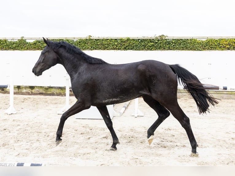 KWPN Mare 3 years 16.1 hh Black in Waddinxveen