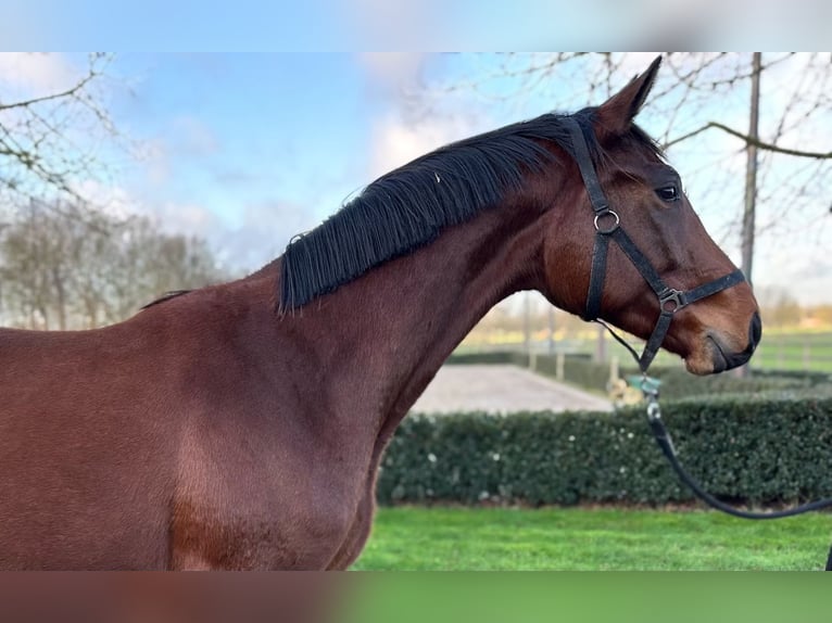 KWPN Mare 3 years 16,1 hh Brown in Kalmthout