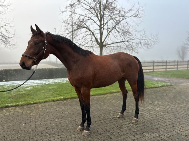 KWPN Mare 3 years 16,1 hh Brown in Kalmthout