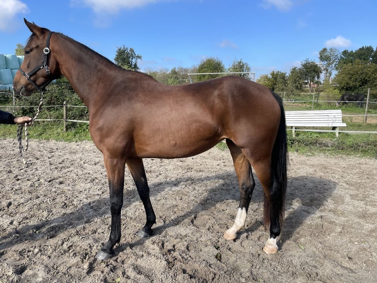 KWPN Mare 3 years 16,1 hh Brown in Kerkrade