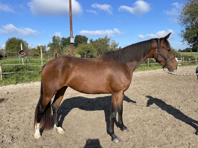 KWPN Mare 3 years 16,1 hh Brown in Kerkrade