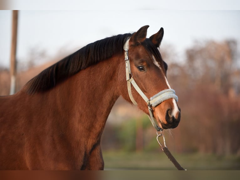 KWPN Mare 3 years 16,1 hh Brown in Békésszentandrás