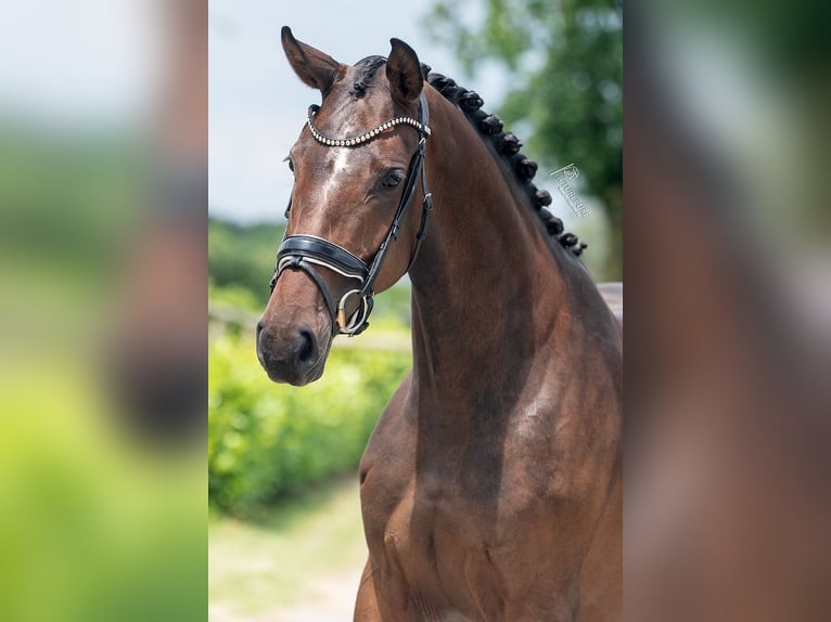 KWPN Mare 3 years 16,1 hh Brown in Weert