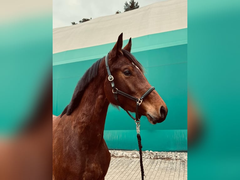 KWPN Mare 3 years 16,1 hh Brown in Pleinfeld