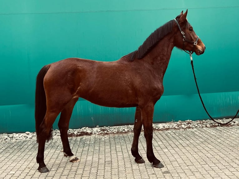 KWPN Mare 3 years 16,1 hh Brown in Pleinfeld