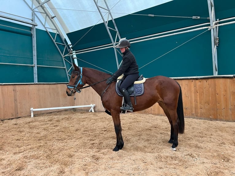 KWPN Mare 3 years 16,1 hh Brown in Pleinfeld