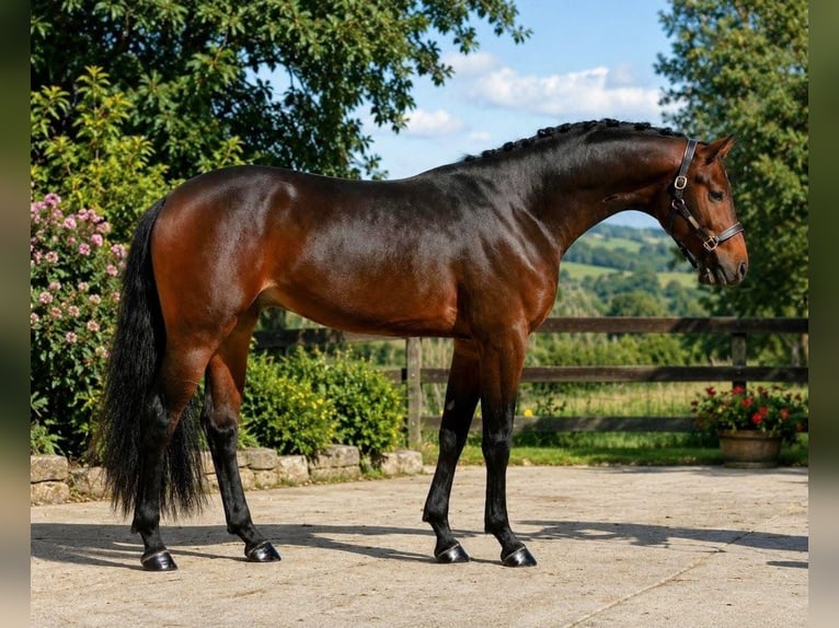 KWPN Mare 3 years 16.1 hh Brown in Hódmezővásárhely