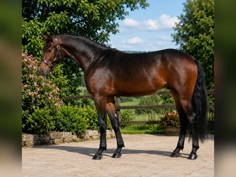 KWPN Mare 3 years 16.1 hh Brown in Hódmezővásárhely