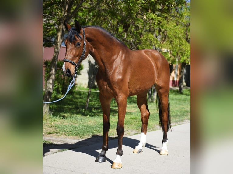 KWPN Mare 3 years 16.1 hh Brown in Debrecen