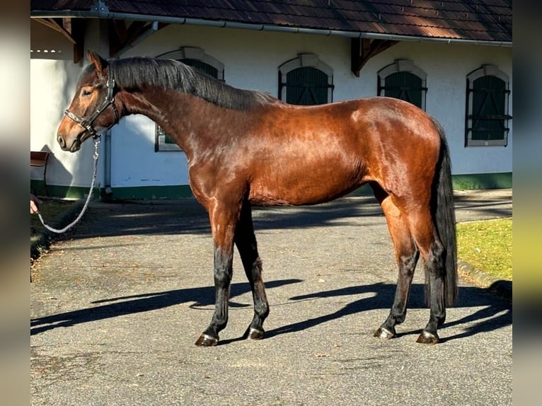 KWPN Mare 3 years 16,1 hh Brown in Halbenrain