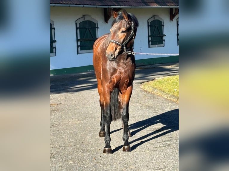 KWPN Mare 3 years 16,1 hh Brown in Halbenrain