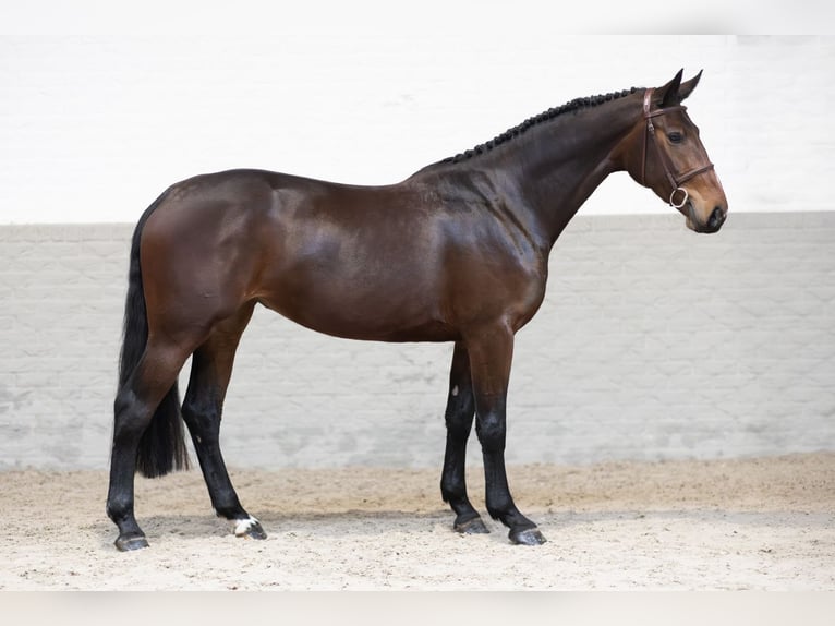 KWPN Mare 3 years 16,1 hh Brown in Heerde