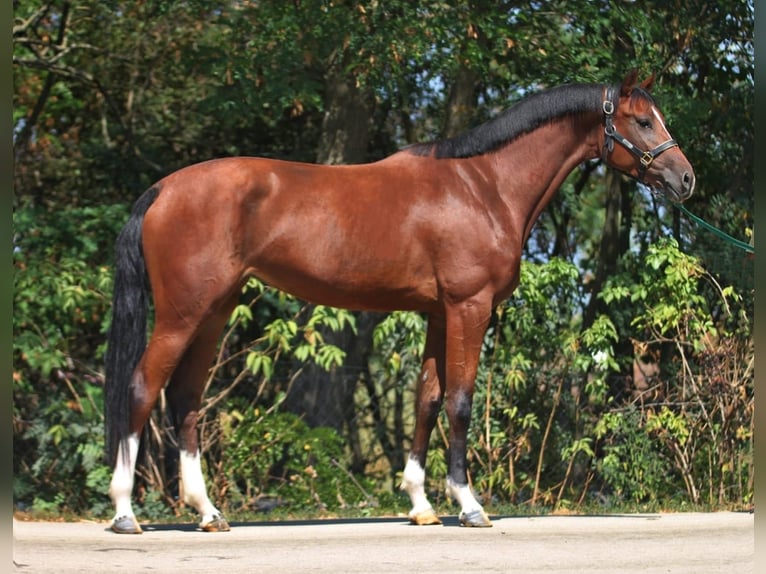 KWPN Mare 3 years 16,1 hh Brown in Schmilau