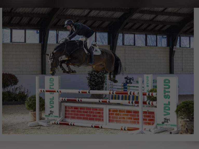 KWPN Mare 3 years 16.1 hh Brown in Unterneukirchen