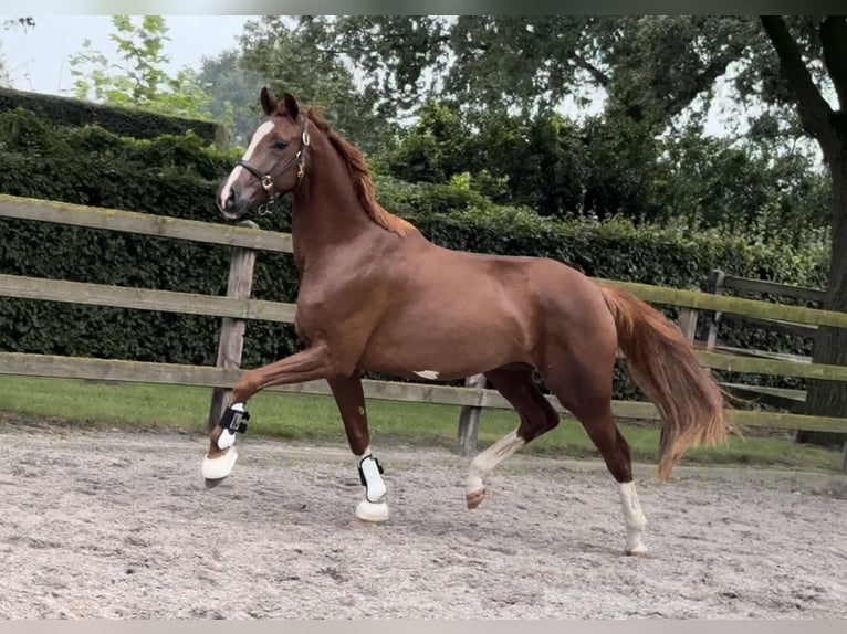 KWPN Mare 3 years 16,1 hh Chestnut in Moergestel