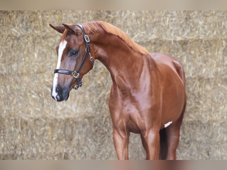 KWPN Mare 3 years 16,1 hh Chestnut in Moergestel