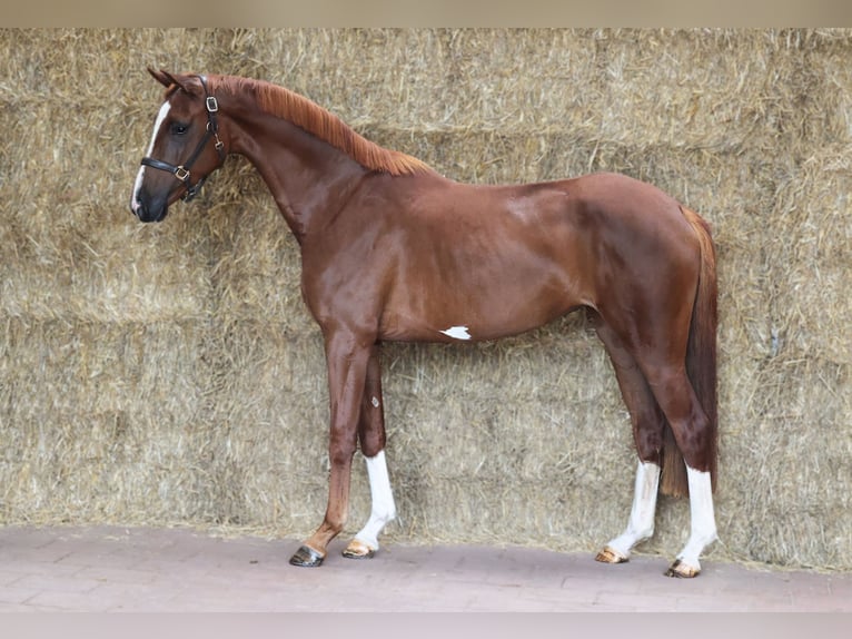 KWPN Mare 3 years 16,1 hh Chestnut in Moergestel