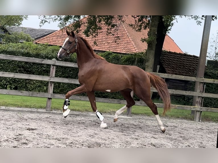 KWPN Mare 3 years 16,1 hh Chestnut in Moergestel