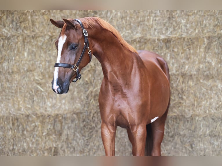 KWPN Mare 3 years 16,1 hh Chestnut in Moergestel