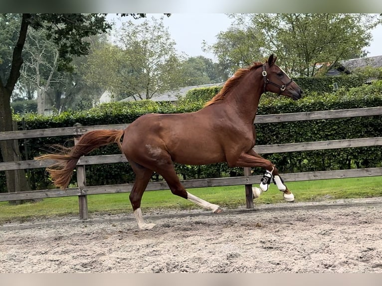 KWPN Mare 3 years 16,1 hh Chestnut in Moergestel