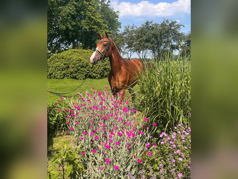 KWPN Mare 3 years 16.1 hh Chestnut-Red in Zwartebroek