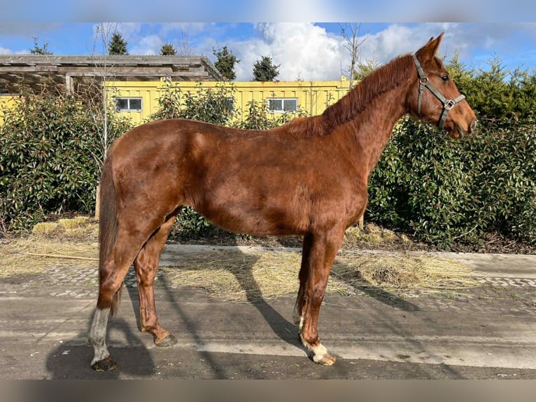KWPN Mare 3 years 16.1 hh Chestnut-Red in breendonk