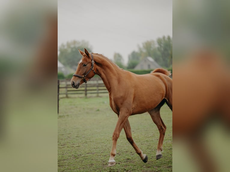 KWPN Mare 3 years 16.1 hh Chestnut-Red in Nijlen