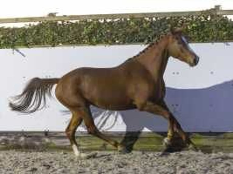 KWPN Mare 3 years 16,1 hh Chestnut-Red in Waddinxveen