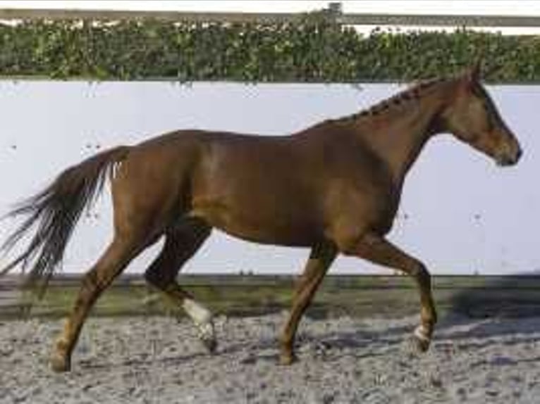 KWPN Mare 3 years 16,1 hh Chestnut-Red in Waddinxveen