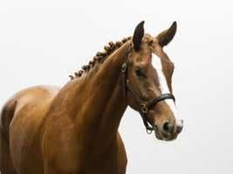 KWPN Mare 3 years 16,1 hh Chestnut-Red in Waddinxveen