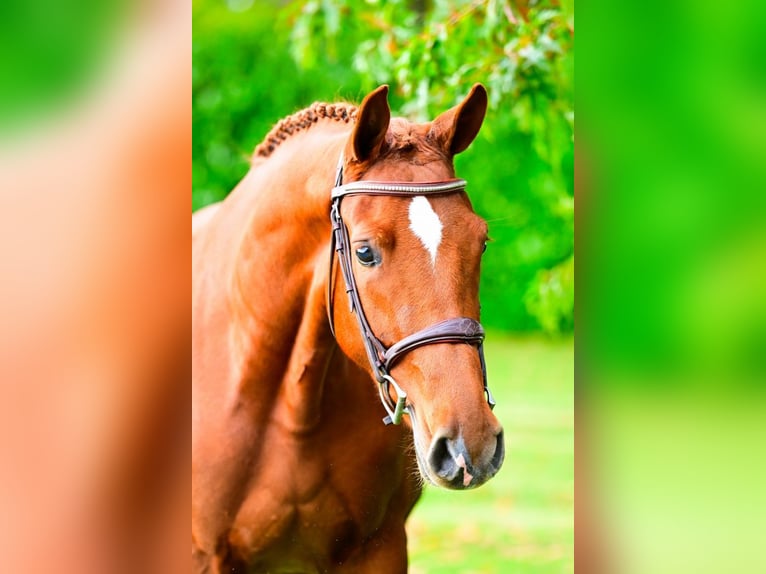 KWPN Mare 3 years 16,1 hh Chestnut-Red in Bladel