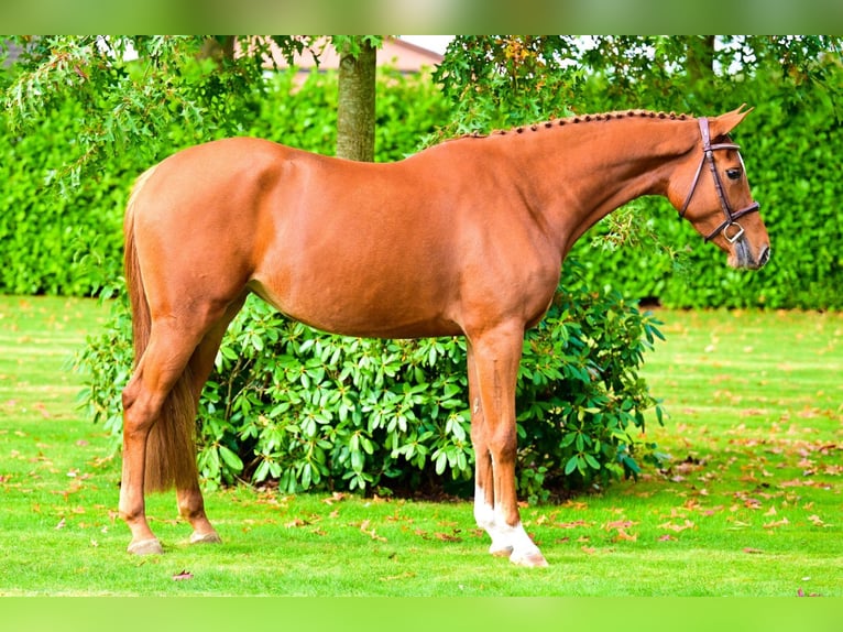 KWPN Mare 3 years 16,1 hh Chestnut-Red in Bladel