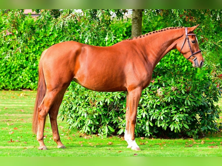 KWPN Mare 3 years 16,1 hh Chestnut-Red in Bladel