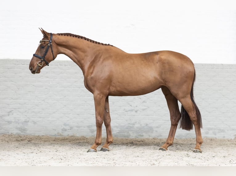 KWPN Mare 3 years 16,1 hh Chestnut-Red in Heerde