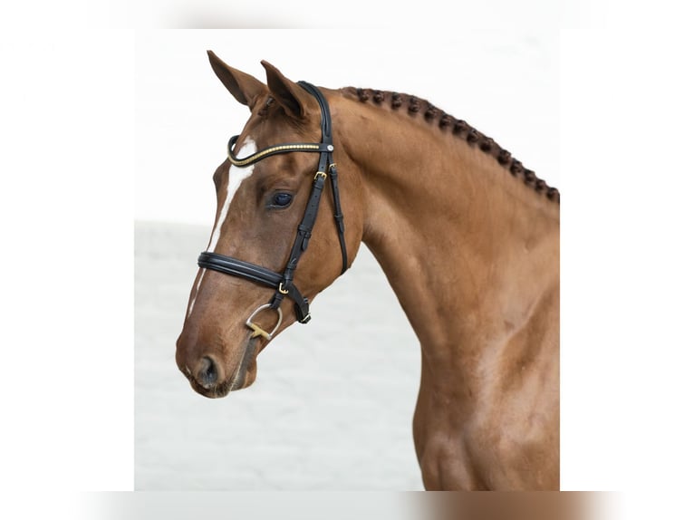 KWPN Mare 3 years 16,1 hh Chestnut-Red in Heerde