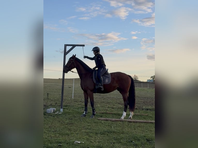 KWPN Mare 3 years 16.1 hh  in Westerheim
