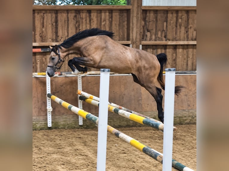 KWPN Mare 3 years 16.1 hh Grey-Red-Tan in Königsbach-Stein