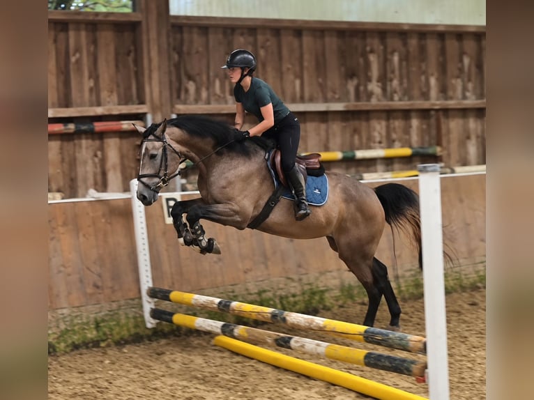 KWPN Mare 3 years 16.1 hh Grey-Red-Tan in Königsbach-Stein