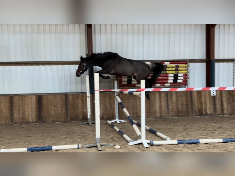 KWPN Mare 3 years 16,1 hh in Oud Gastel