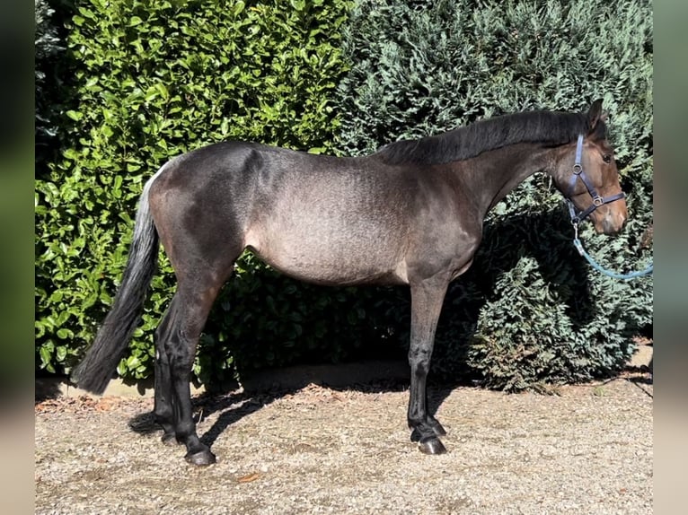 KWPN Mare 3 years 16,1 hh in Oud Gastel