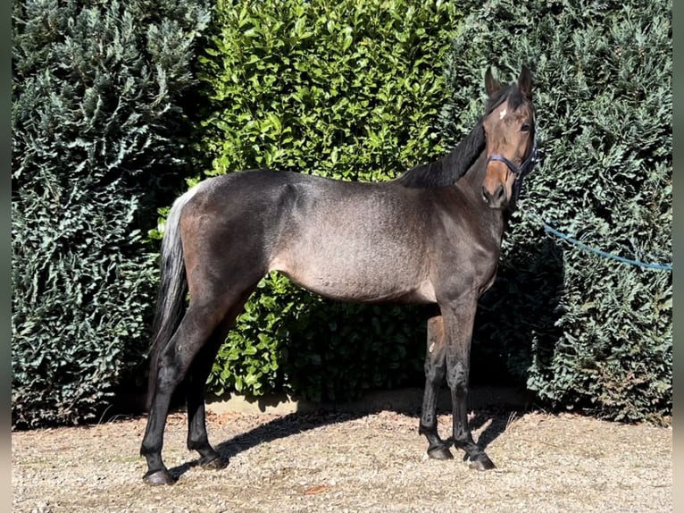 KWPN Mare 3 years 16,1 hh in Oud Gastel