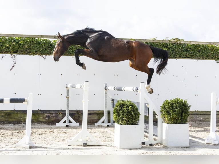 KWPN Mare 3 years 16.1 hh  in Waddinxveen