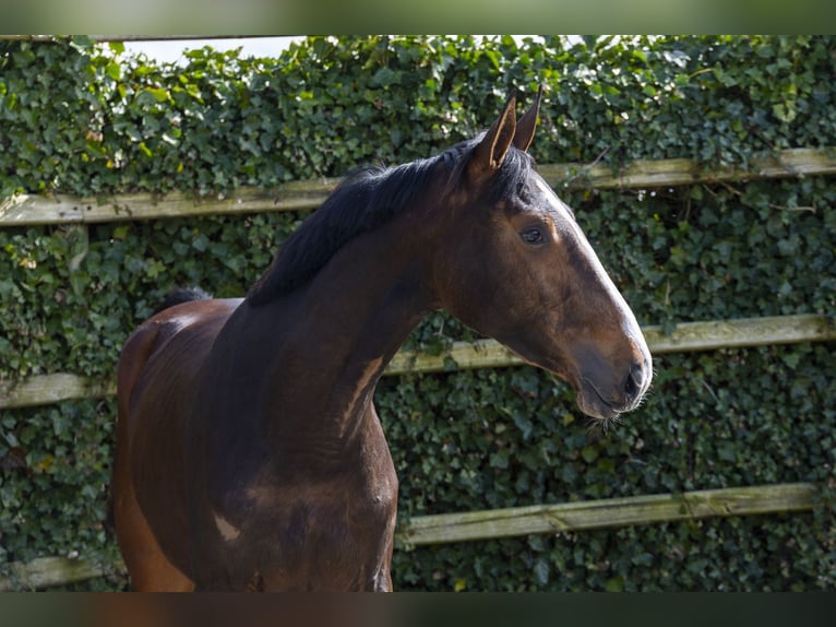 KWPN Mare 3 years 16.1 hh  in Waddinxveen