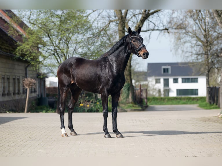 KWPN Mare 3 years 16,1 hh Smoky-Black in Maastricht