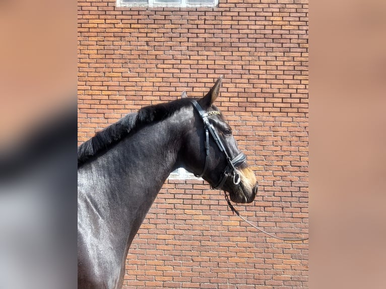 KWPN Mare 3 years 16.1 hh Smoky-Black in Wouwse Plantage