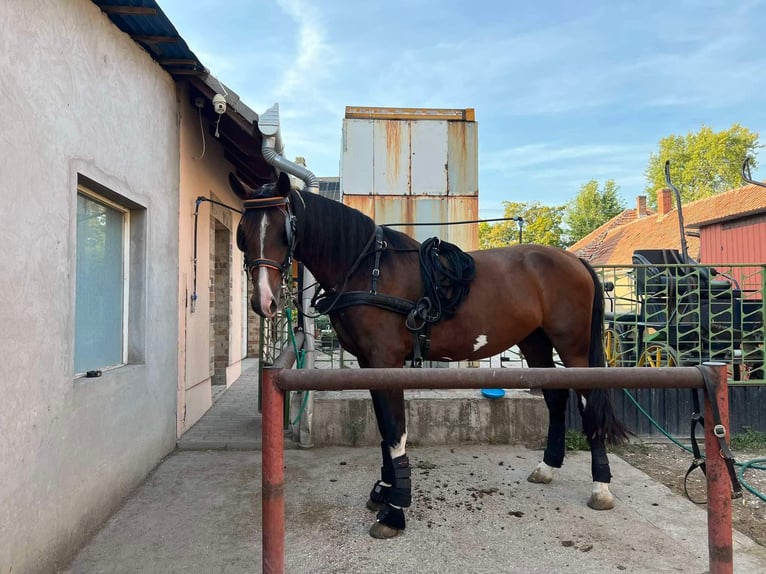 KWPN Mare 3 years 16,2 hh Bay-Dark in Jászberény